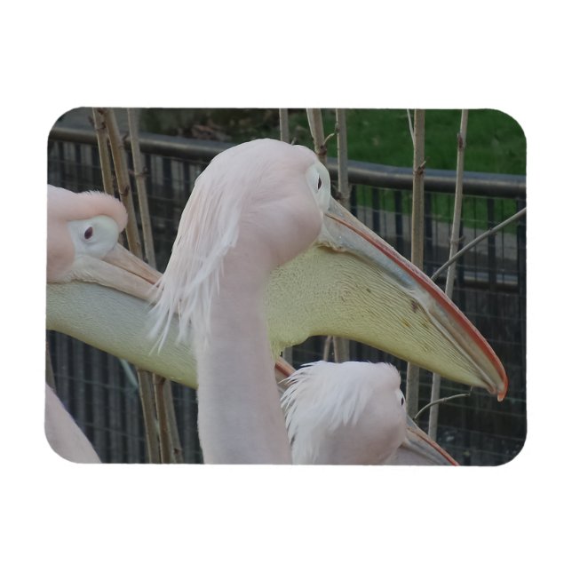 Herons 3"x4" Magnet (Horizontal)