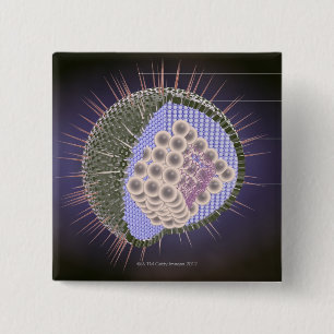 Herpes-Virus-Struktur Button