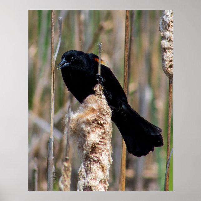Herr Amsel Poster (Vorne)