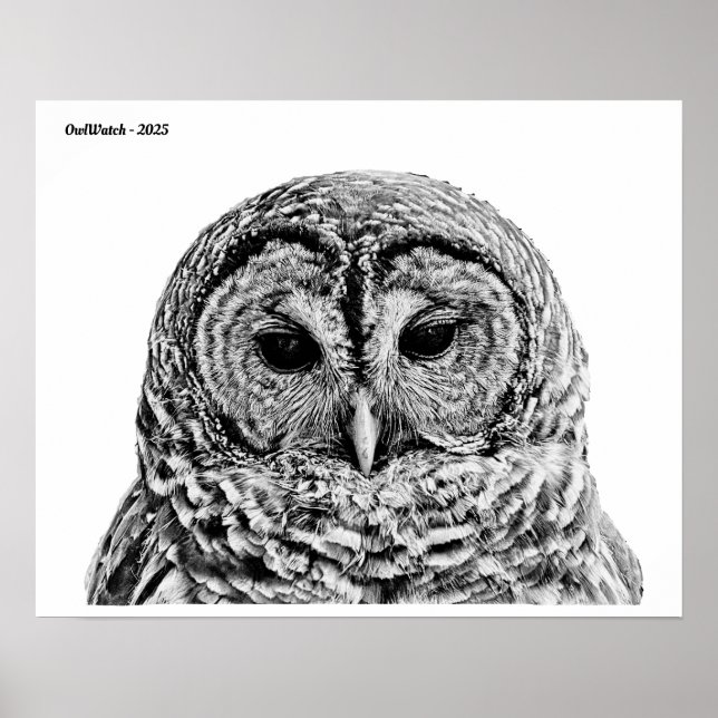 Herr Barred Owl - 2025 Poster (Vorne)