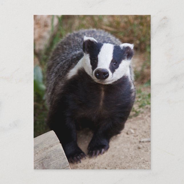 Herr Brock Postcard Postkarte (Vorderseite)