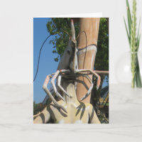 Herr Crustacean AKA Lobster Leiter ... Buddhist He