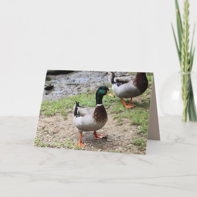 Herr Duck Karte (Vorderseite)