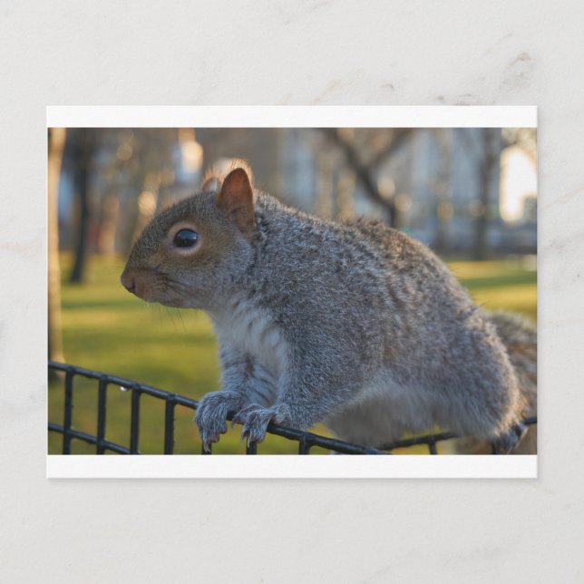Herr Eichhörnchen, gut aussehend, Battery Park, NY Postkarte (Vorderseite)