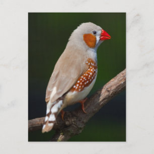 Herr Finch Postcard Postkarte