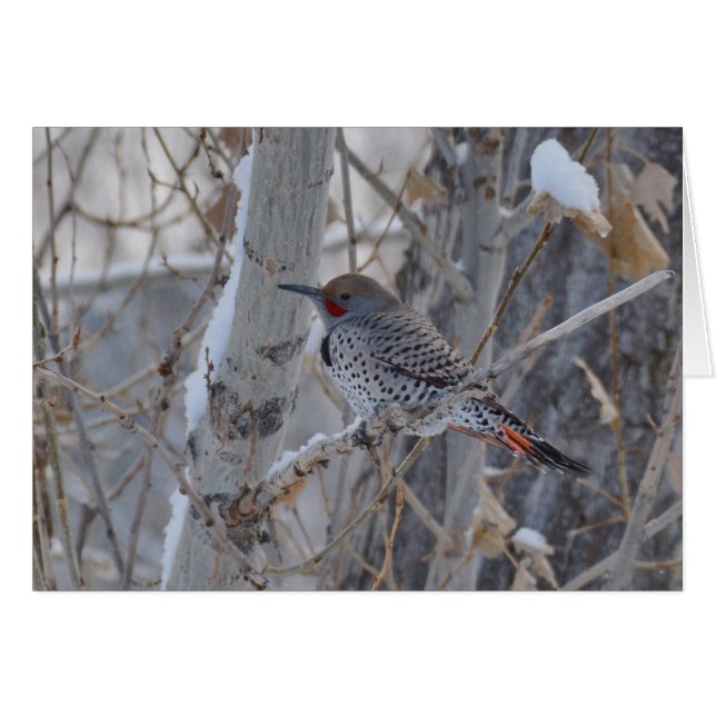 Herr Flicker (Vorderseite (Horizontal))