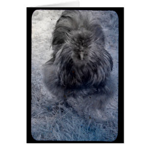 Herr Fluffy Silkie Rooster 2