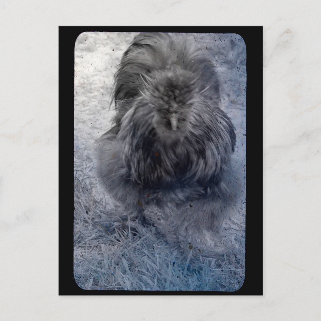 Herr Fluffy Silkie Rooster Postkarte (Vorderseite)
