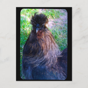 Herr Fluffy the Silkie Rooster Postkarte