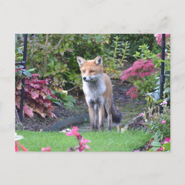 Herr Fox Postkarte (Vorderseite)