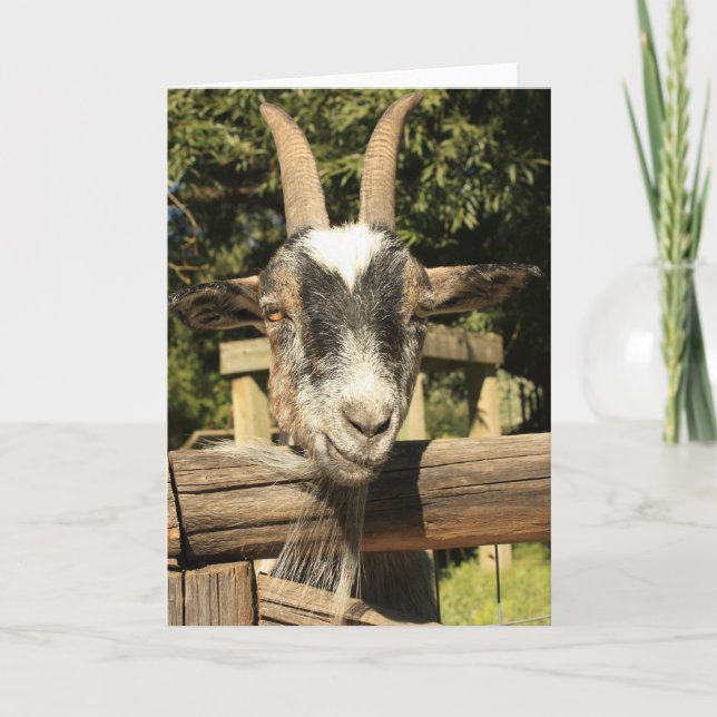 Herr Goat Karte (Vorderseite)