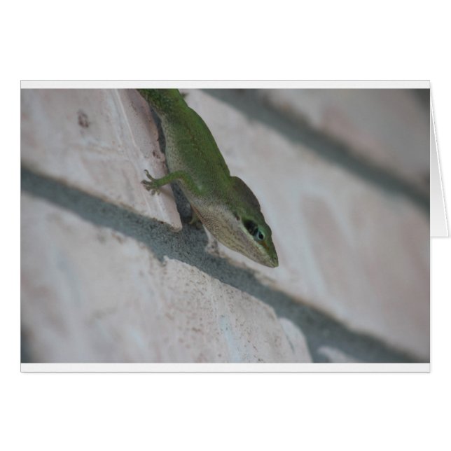 Herr Green Lizard (Vorderseite (Horizontal))