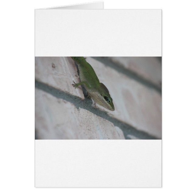 Herr Green Lizard (Vorne)