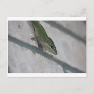 Herr Green Lizard Postkarte