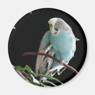 Herr Jill Budgie Round Magnet