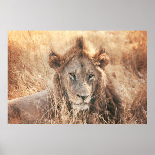 HERR LION KING POSTER