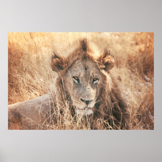 HERR LION KING POSTER (Vorne)