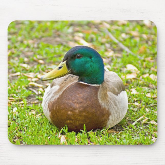 Herr Mallard die Ente Mousepad (Vorne)