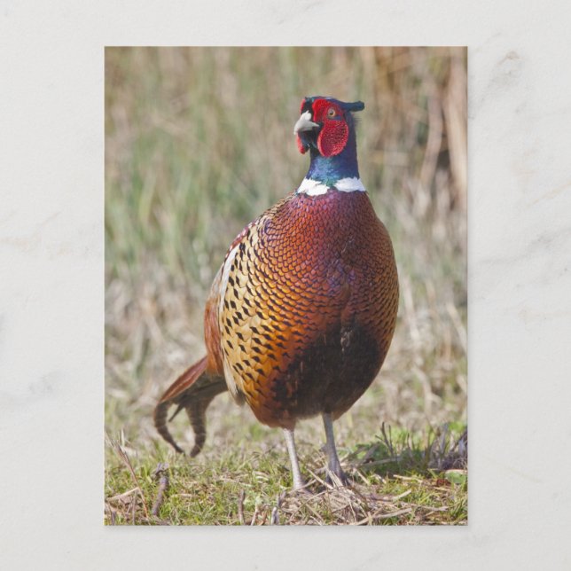 Herr Pheasant Postcard Postkarte (Vorderseite)