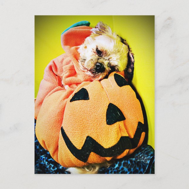 Herr Puppy Pumpkin Postkarte (Vorderseite)