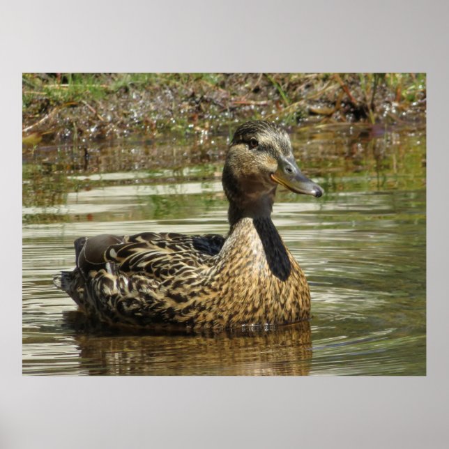 Herr Quack Poster (Vorne)