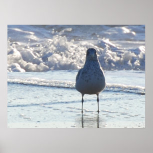 Herr Seagull Poster