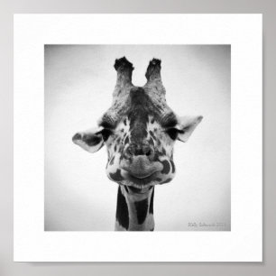 Herr Serious Giraffe Black and White Fotografy Poster