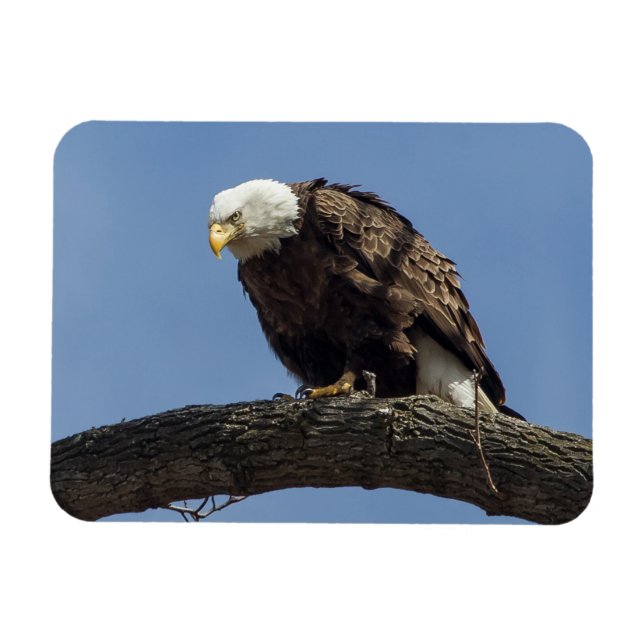 Herr Serious Magnet (Horizontal)