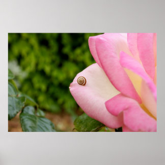 Herr Snail Poster