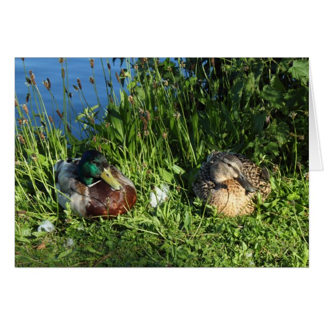 Herr und Frau Mallard (Vorderseite (Horizontal))