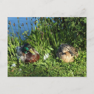 Herr und Frau Mallard Postkarte