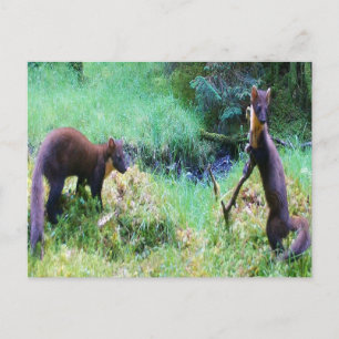 Herr und Frau Pine Marten Date Night Postkarte