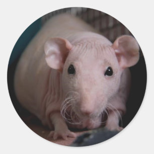 Herr Wiggles Runder Aufkleber