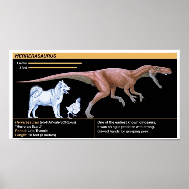 Herrerasaurus - Biologie Dinosaurier Jura Poster (Vorne)