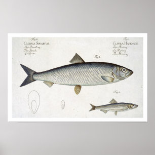 Herring (Clupea Harengus) (Fig. 1) and Sprat (Clup Poster