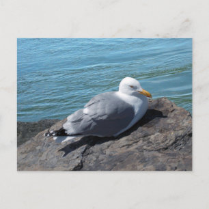 Herring Gull auf Rock Jetty Postkarte
