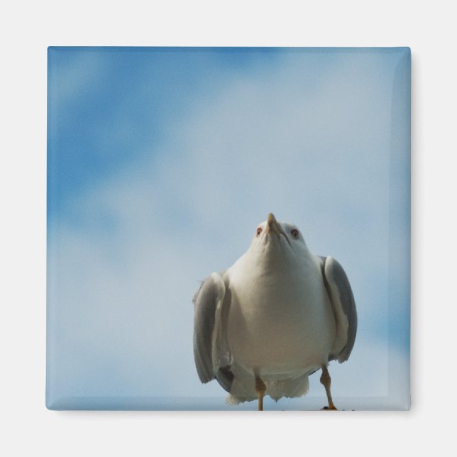 Herring Gull Magnet (Vorne)