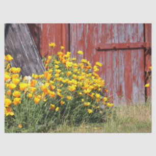 Herrlich! Ein Ausbruch gelber Blumen und ein roter Seidenpapier