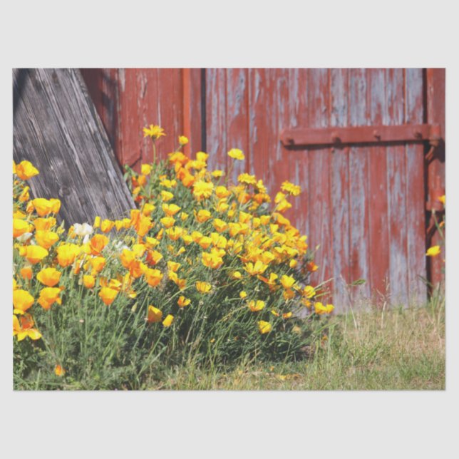 Herrlich! Ein Ausbruch gelber Blumen und ein roter Seidenpapier (Vorderseite)