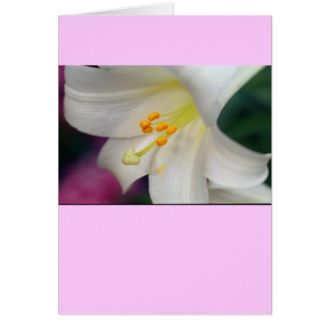 Herrlich während Lily (Vorne)