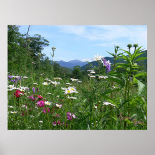 Herrliche Aussicht auf die Blume Poster