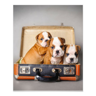 Herrliche Bulldoggen Welpen   Hund Lover Fotodruck
