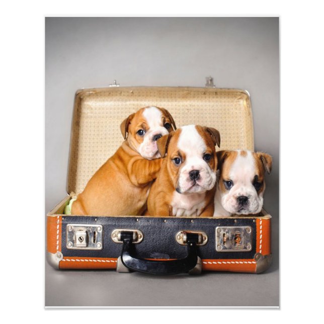 Herrliche Bulldoggen Welpen | Hund Lover Fotodruck (Vorne)