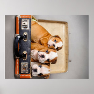 Herrliche Bulldoggen Welpen   Hund Lover Poster
