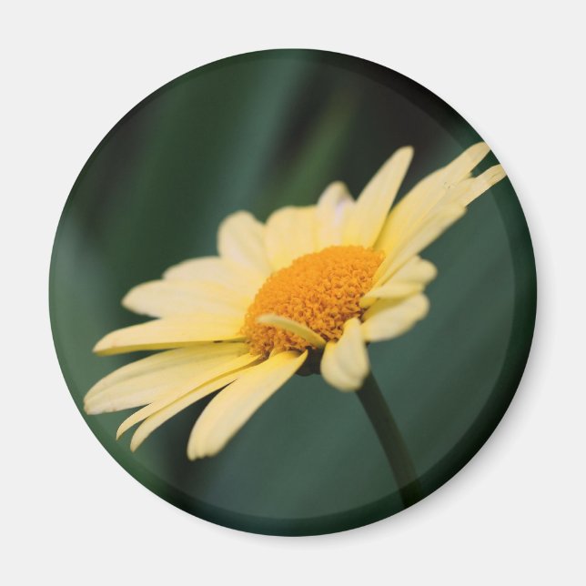 Herrliche Daisy-Blumenfotografie Magnet (Vorne)