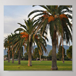 Herrliche Datum-Bäume Poster