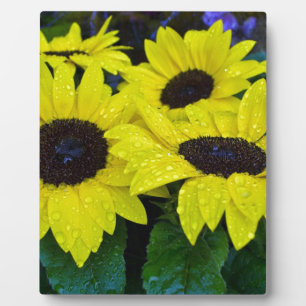 HERRLICHE GARTEN-SONNENBLUMEN FOTOPLATTE