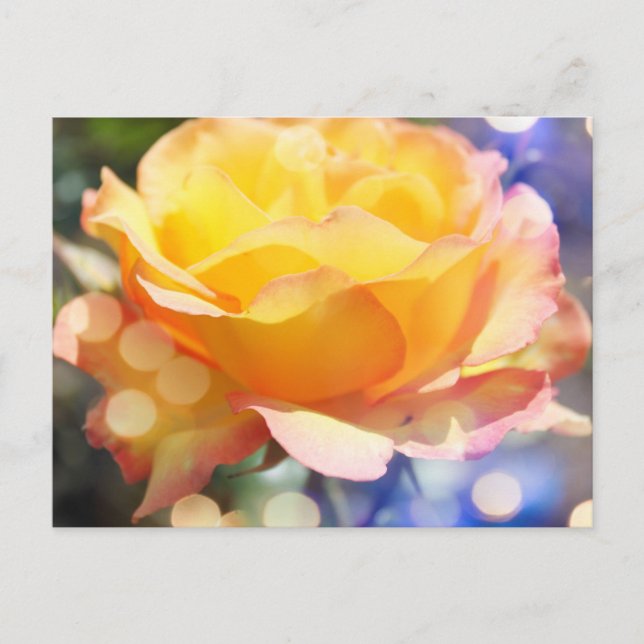 Herrliche gelbe Rosenrose Blume. Blumenfotografie. Postkarte (Vorderseite)