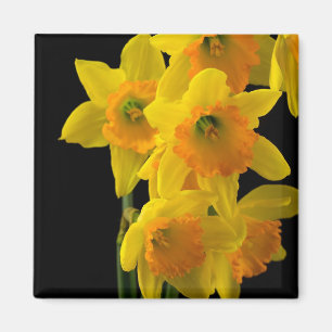 Herrliche gelbe und orange Narzissen Magnet