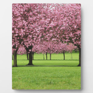 HERRLICHE KIRSCHE MIT BLUMEN FOTOPLATTE
